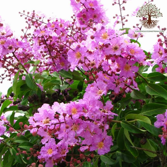 Cây Bằng Lăng Tím có dáng đẹp tự nhiên nổi bật giữa nền lá xanh và ánh sáng ban ngày