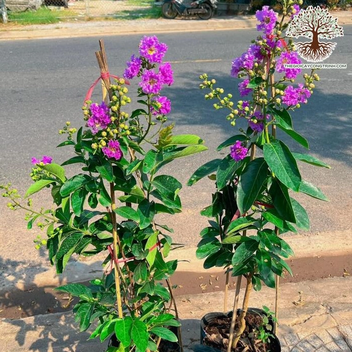 Cây Bằng Lăng Tím giống cao ráo với bộ tán gọn và thân thẳng phù hợp trồng cảnh quan