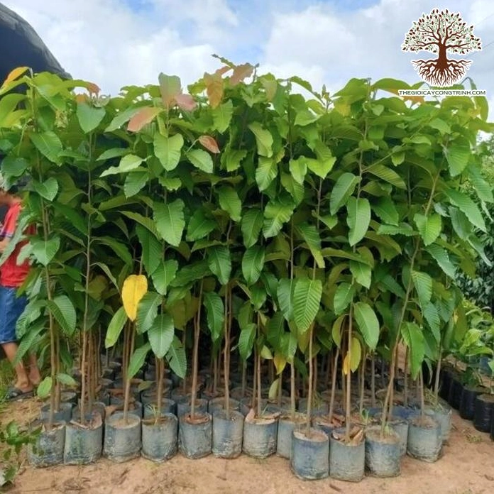 Cây Bằng Lăng Tím giống vươn thẳng thanh thoát với tán lá xanh nổi bật trong ánh sáng tự nhiên
