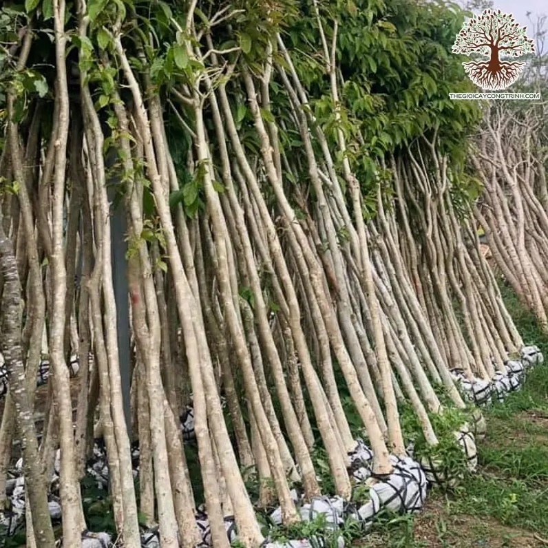 Cây bằng lăng tím khoe sắc tím rực rỡ giữa không gian công trình nhiều ánh sáng