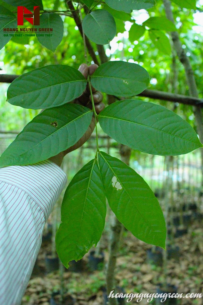 Cây Bằng Lăng Tím nở hoa nổi bật trong phối cảnh sân vườn nhiều tầng xanh
