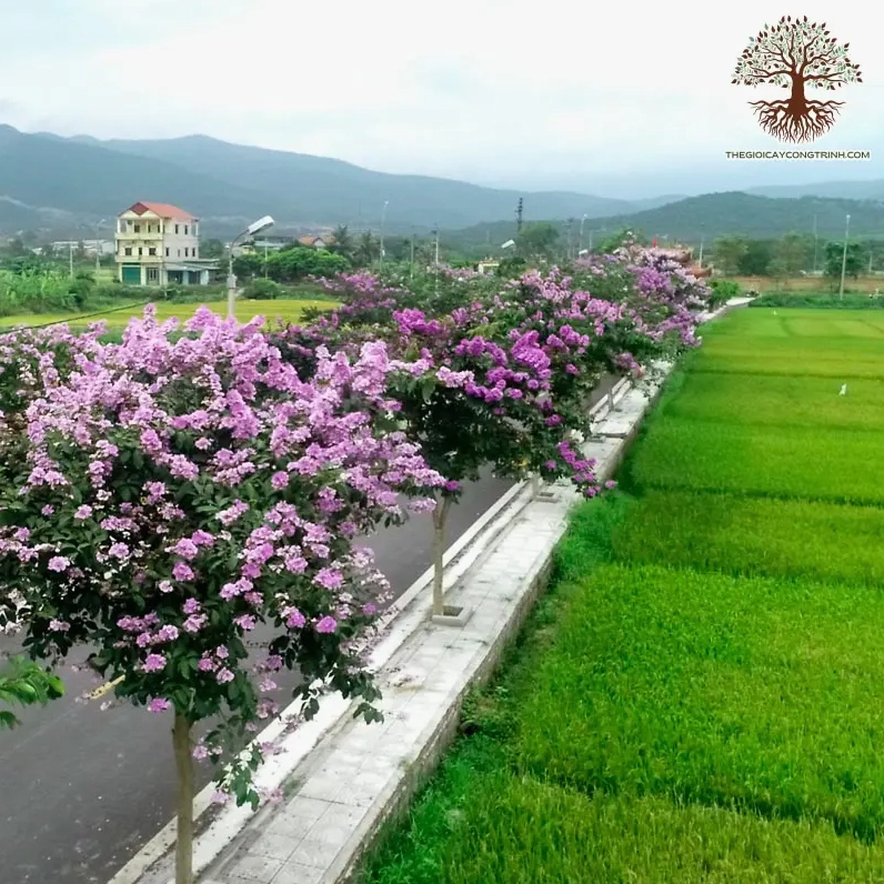 Cây bằng lăng tím nở hoa trong không gian ngoài trời tạo cảm giác lãng mạn và thoáng đãng
