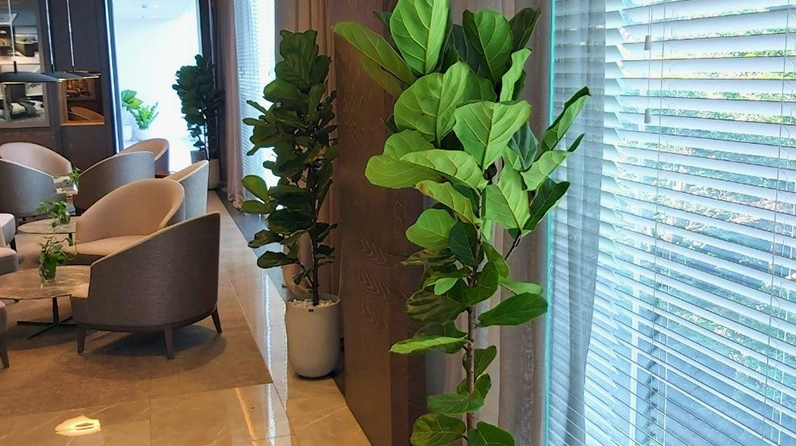 Cây Bàng Singapore đặt trong quán cà phê tạo điểm nhấn xanh giữa không gian thư giãn