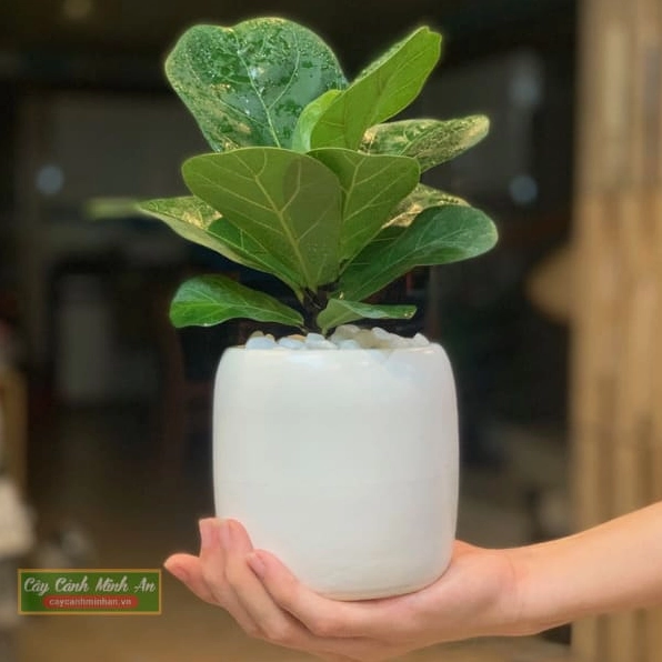 Cây Bàng Singapore mini có lá tròn rộng màu xanh đậm xếp mềm mại quanh thân cây