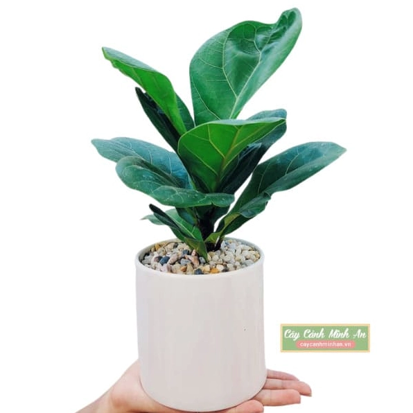 Cây Bàng Singapore mini dáng gọn với tán lá xanh bóng nổi bật trong chậu để bàn
