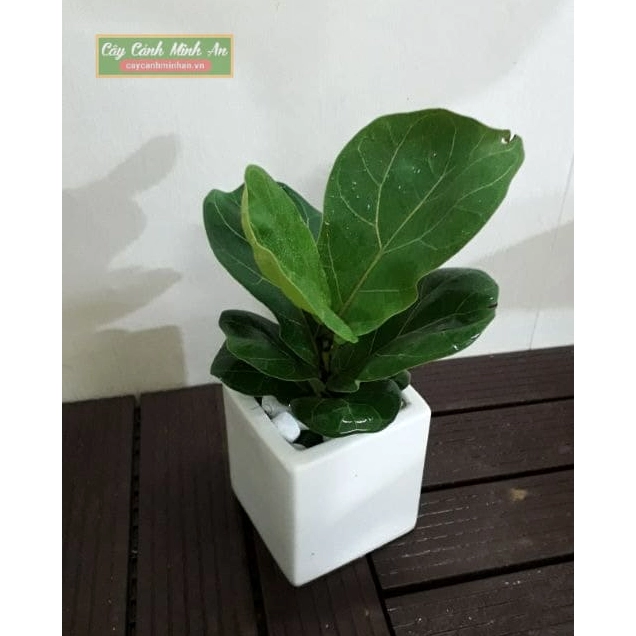 Cây Bàng Singapore mini tỏa lá xanh mềm quanh thân tạo bố cục ảnh hài hòa