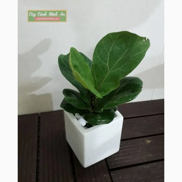 Cây Bàng Singapore mini trong chậu nhỏ với lá xanh bóng thích hợp đặt trên bàn làm việc