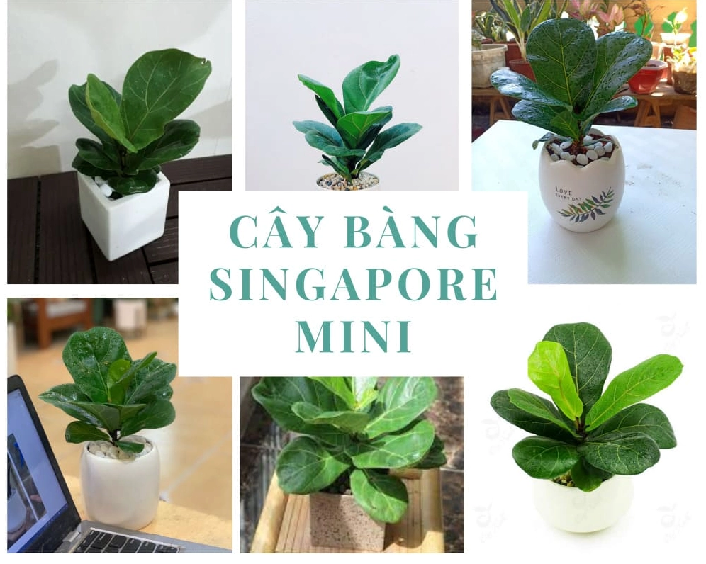 Cây Bàng Singapore mini xanh tươi với lá rộng đặt trong không gian nội thất sáng màu