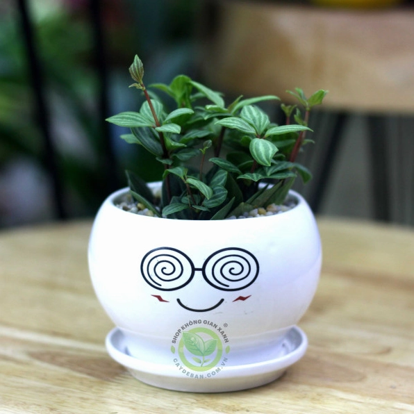 Cây Bình An mini trong chậu để bàn với sắc xanh nhẹ nhàng gợi cảm giác thư thái