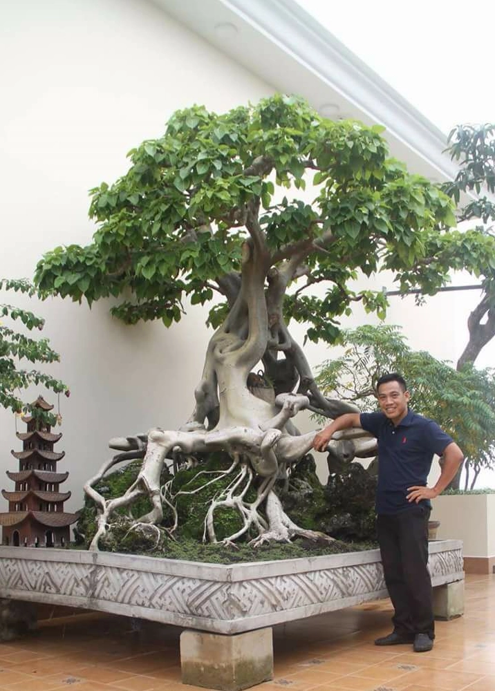Cây Bồ đề bonsai với dáng thế nghệ thuật, thân uốn giàu biểu cảm và tán lá được cắt tỉa gọn đẹp