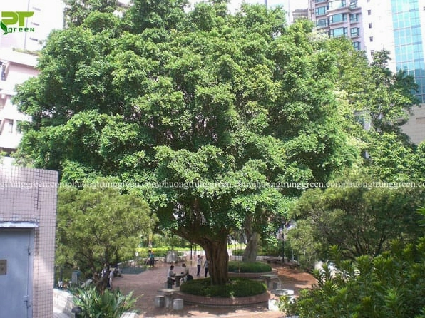 Cây Bồ đề cao lớn sống lâu năm với dáng vươn thẳng và tán rộng nổi bật giữa cảnh quan