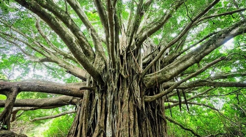 Cây bồ đề đẹp tự nhiên trong khung cảnh yên ả, phù hợp với người yêu nét tĩnh lặng của vườn xanh