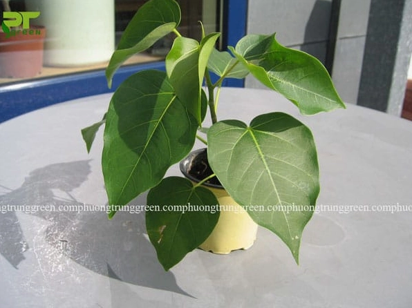 Cây Bồ đề được nhân giống bằng giâm cành hoặc hạt với hình ảnh gợi mở quá trình tạo cây mới
