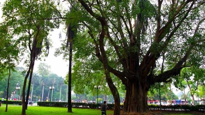 Cây bồ đề hiện lên nổi bật với sắc lá xanh mát và bố cục hài hòa, thích hợp làm hình nền thiên nhiên