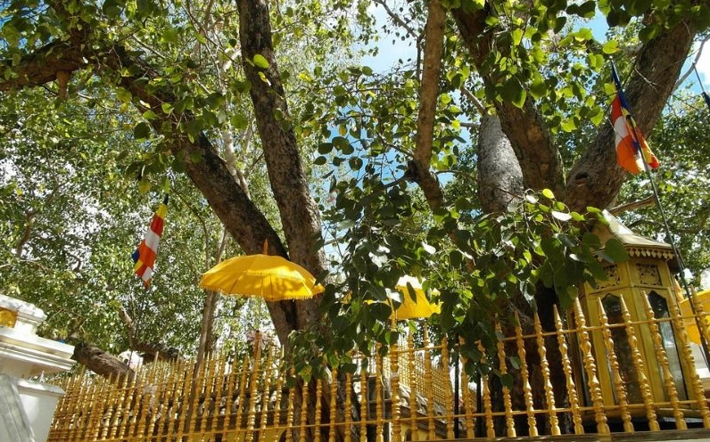 Cây bồ đề Sri Maha Bodhiya ở Sri Lanka hiện lên uy nghi, linh thiêng giữa không gian đậm dấu ấn tín ngưỡng