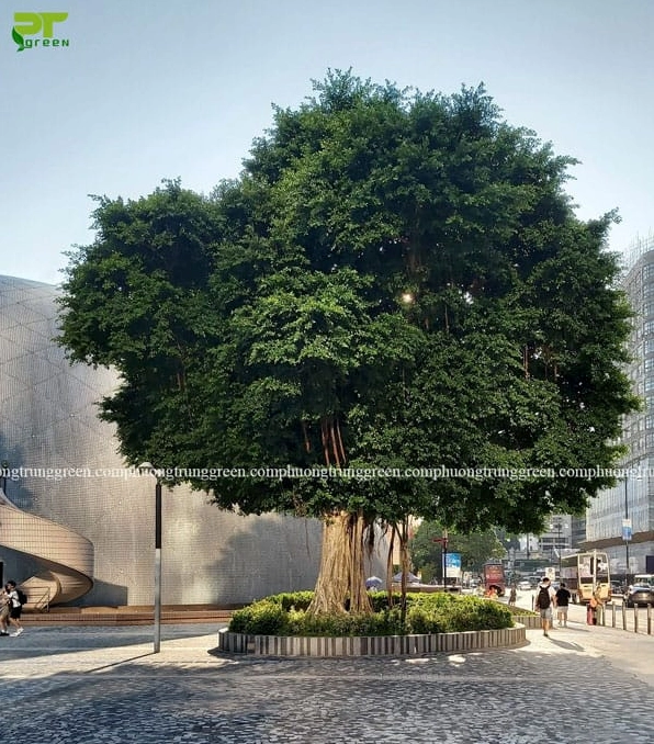 Cây Bồ đề tỏa bóng mát rộng, làm dịu không gian sân vườn và tạo khoảng nghỉ ngơi thư thái