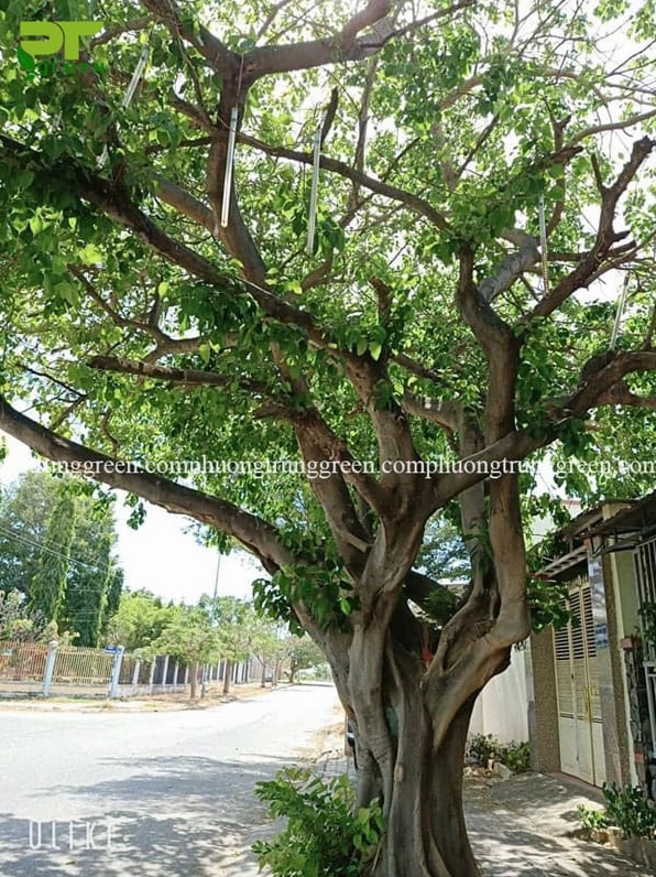 Cây Bồ đề trồng trước nhà với tán lá xanh và dáng cây tạo cảm giác chào đón, yên bình
