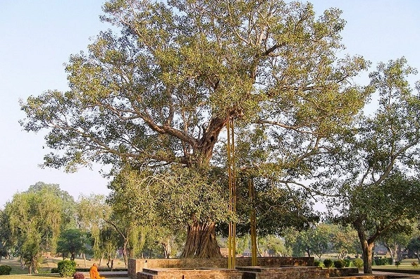 Cây Bồ Đề với dáng thân lớn và tán lá xanh dày tạo nên vẻ đẹp cổ kính, trang nghiêm giữa không gian mở