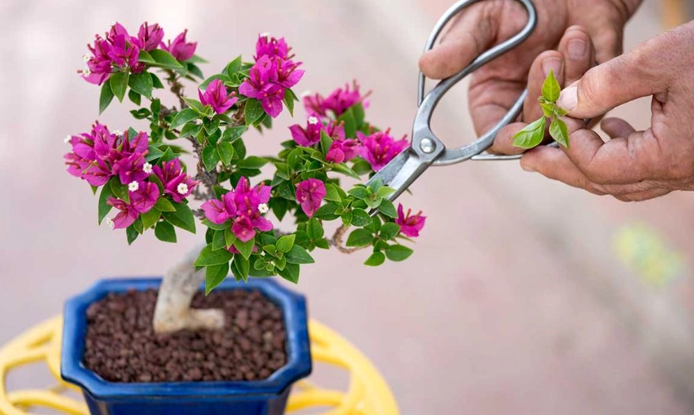 Cây Bông Giấy được tạo dáng bonsai với thân uốn nghệ thuật và hoa nở mềm mại