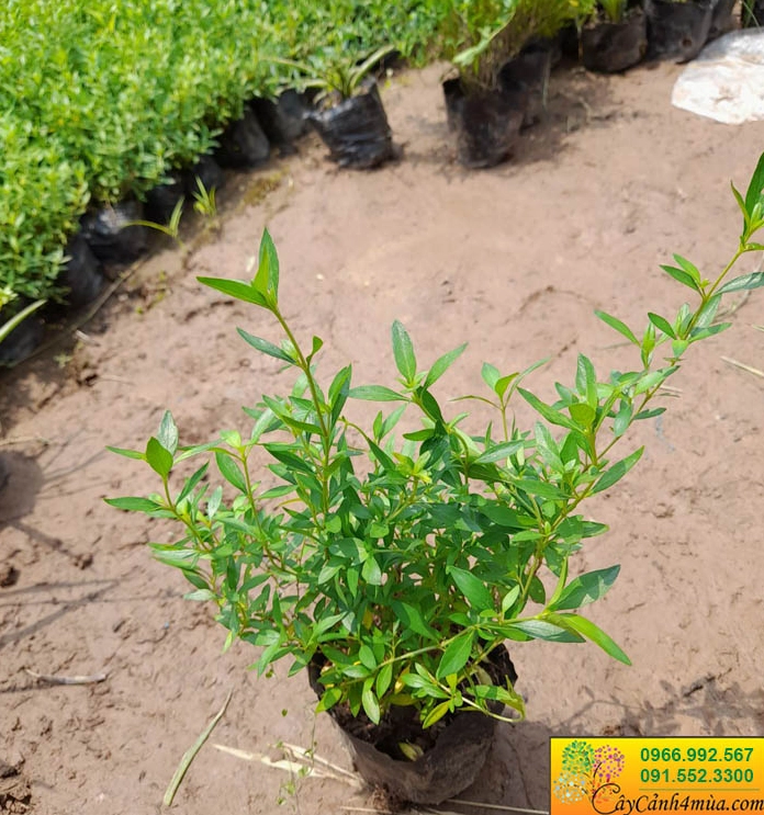 Cây Bỏng nẻ công trình với tán xanh dày dùng cho mảng viền cảnh quan