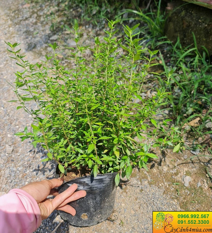 Cây Bỏng nẻ công trình xếp thành dải xanh dùng để trồng viền quy mô lớn