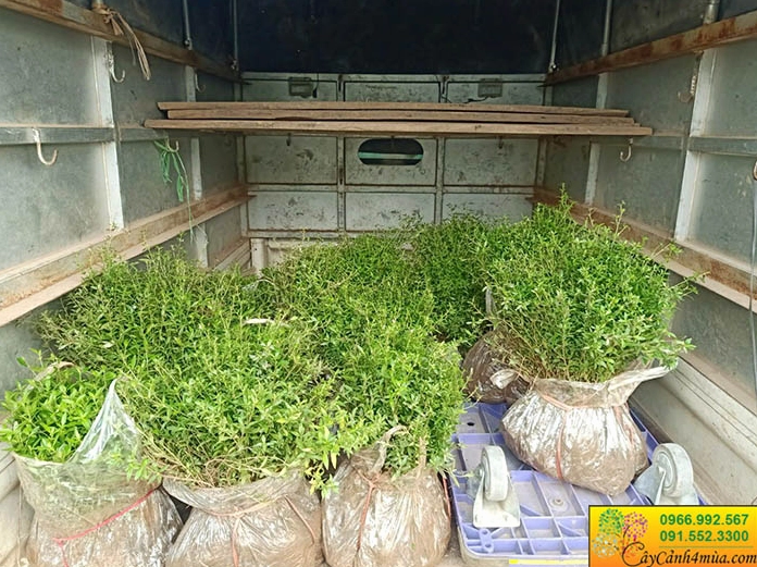 Cây Bỏng nẻ giống đánh đất với bộ rễ và thân non sẵn sàng đem trồng cảnh quan