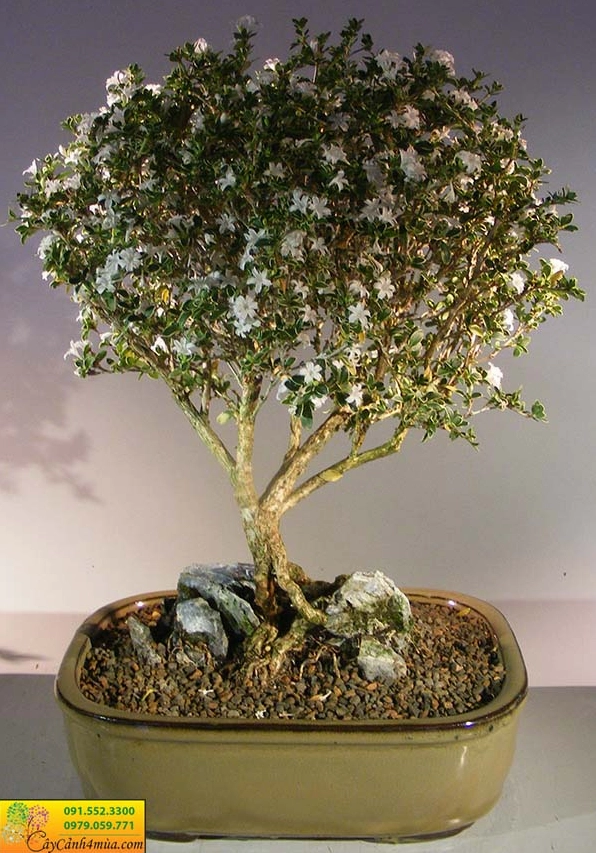 Cây Bỏng nẻ lâu năm được uốn thành bonsai với thân già và tán lá xanh thanh thoát