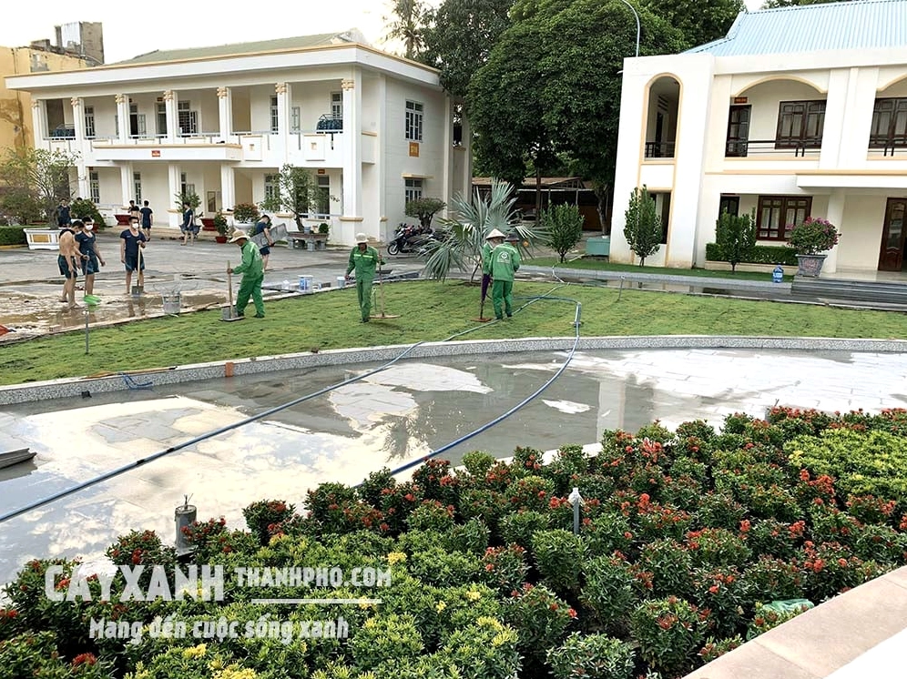 Cây bông Trang dáng bụi xanh tốt với nhiều chùm hoa đỏ nổi bật trong sân vườn