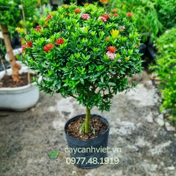 Cây bông trang đỏ hoa nở đẹp rực rỡ trong khung hình ngoài trời đầy ánh nắng