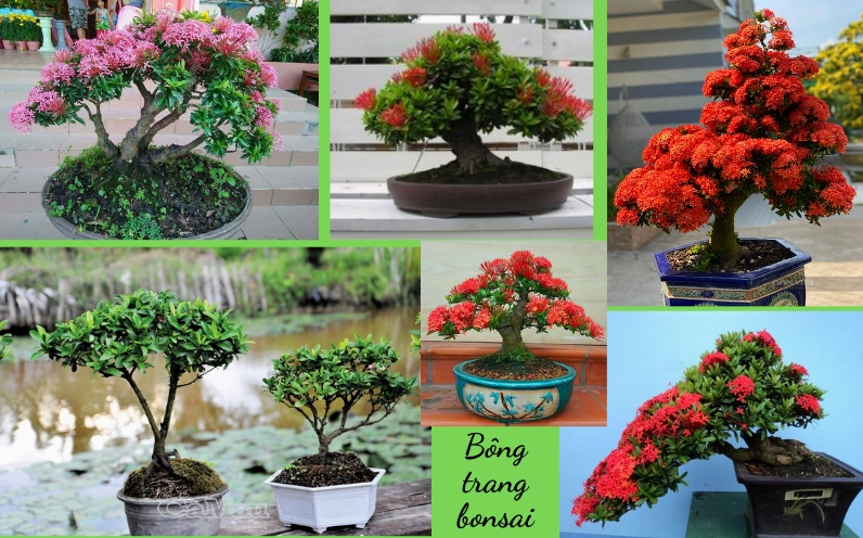 Cây bông trang đỏ tạo dáng bonsai với thân uốn và tán hoa nổi bật giàu tính nghệ thuật