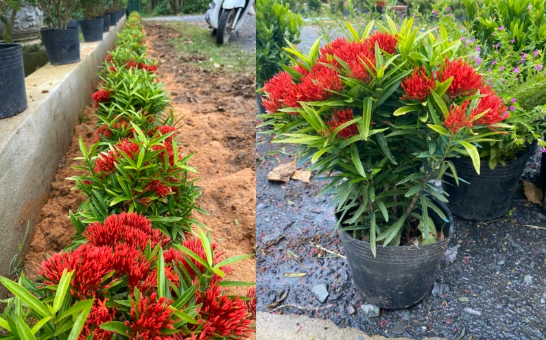 Cây bông trang đỏ trồng trang trí cảnh quan sân vườn với tán lá đều và cụm hoa đỏ nổi bật