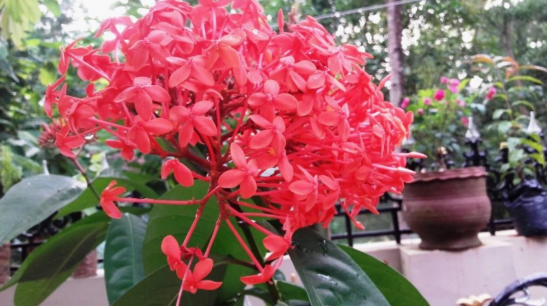 Cây bông Trang mang ý nghĩa phong thủy tốt lành với sắc hoa rực rỡ