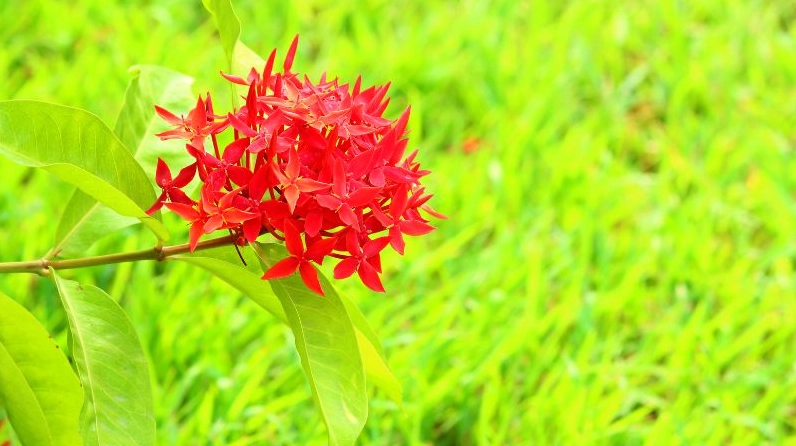 Cây bông Trang trong khung hình đẹp với hoa nở thành cụm duyên dáng