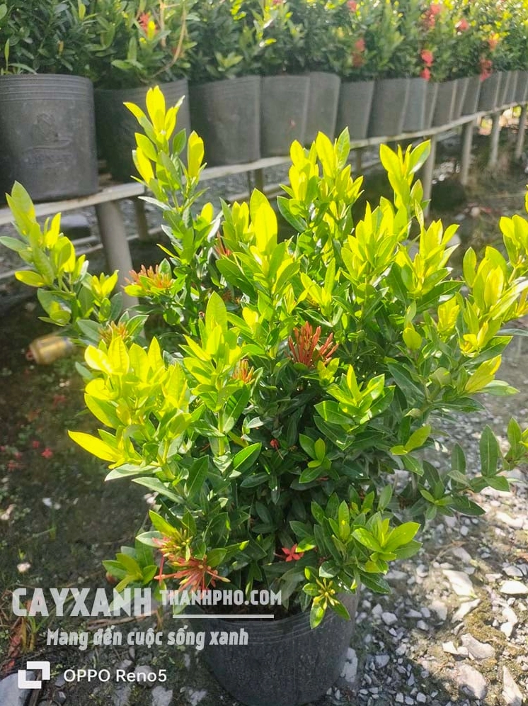 Cây bông Trang xanh um với hoa nở thành cụm dày trong khu vườn ngoài trời
