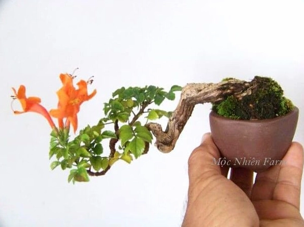 Cây bonsai Rạng đông nhỏ được tạo hình kỳ công với dáng thân tinh tế