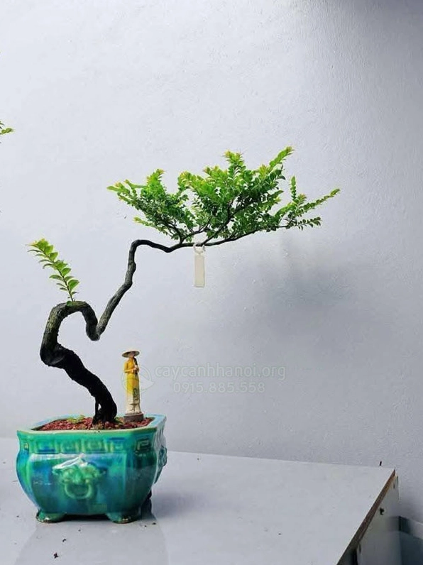 Cây bonsai Tùng Đen được trưng bày như một điểm nhấn thẩm mỹ và thư giãn cho không gian