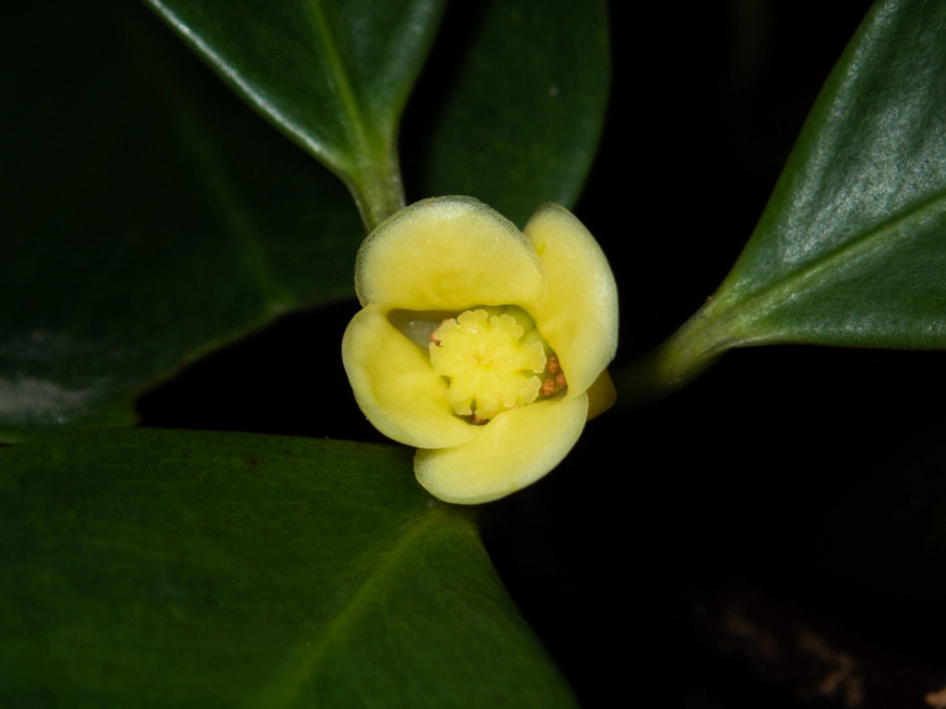 Cây Bứa Cảnh được ghi lại trong ánh sáng tự nhiên làm nổi rõ sắc lá xanh và cấu trúc cành cây