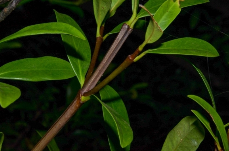 Cây Bứa Cảnh trong khung hình cận cảnh thể hiện thân cây chắc khỏe và tán lá sum suê