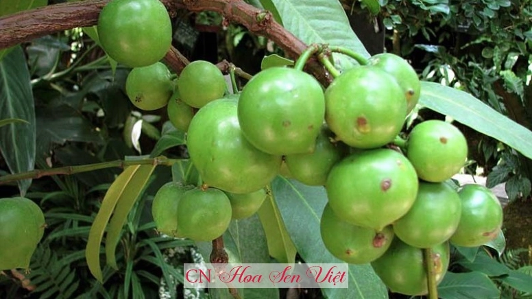 Cây Bứa Cảnh với tán lá tròn đều và sắc xanh đậm tạo điểm nhấn tự nhiên cho sân vườn