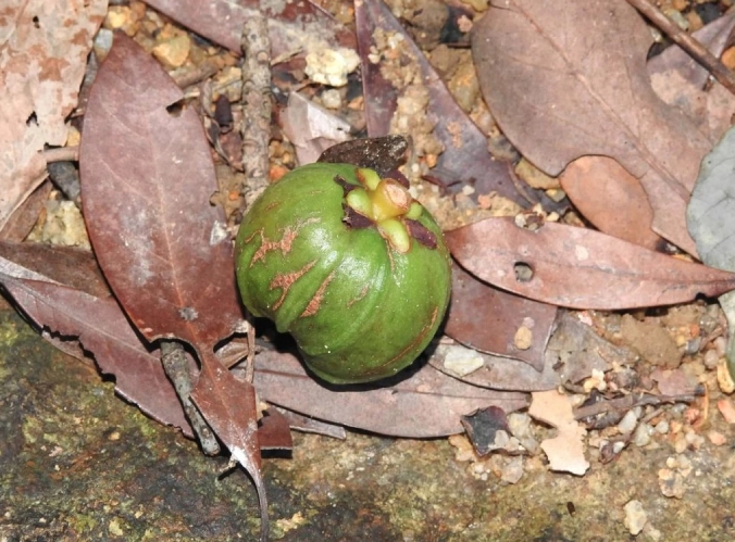 Cây Bứa Cảnh xanh đậm với lá dày bóng tạo cảm giác trù phú và yên bình cho khuôn viên