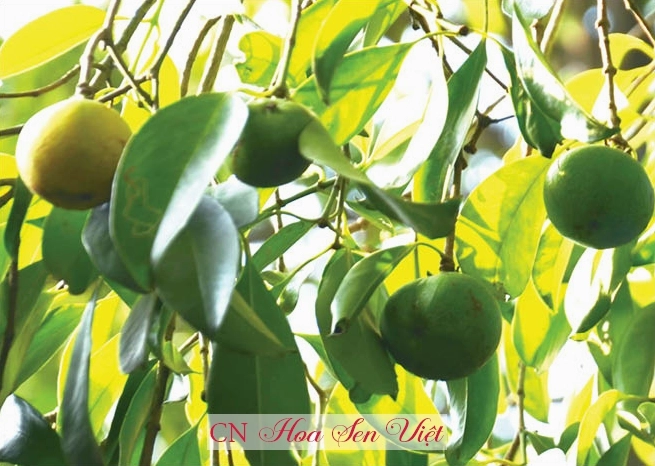 Cây Bứa Cảnh xanh tươi nổi bật trong không gian vườn tại Đà Nẵng với tán lá dày và dáng cây khỏe khoắn