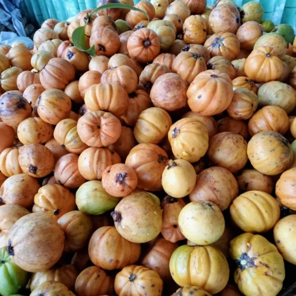 Cây Bứa Mountain Sapote với dáng cây trồng cảnh gọn gàng và sắc lá xanh nổi bật