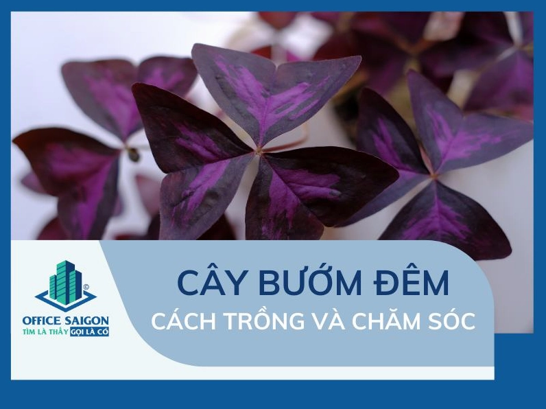Cây Bướm Đêm với sắc lá độc đáo xuất hiện như một hình ảnh tham chiếu về vẻ đẹp cây cảnh nội thất