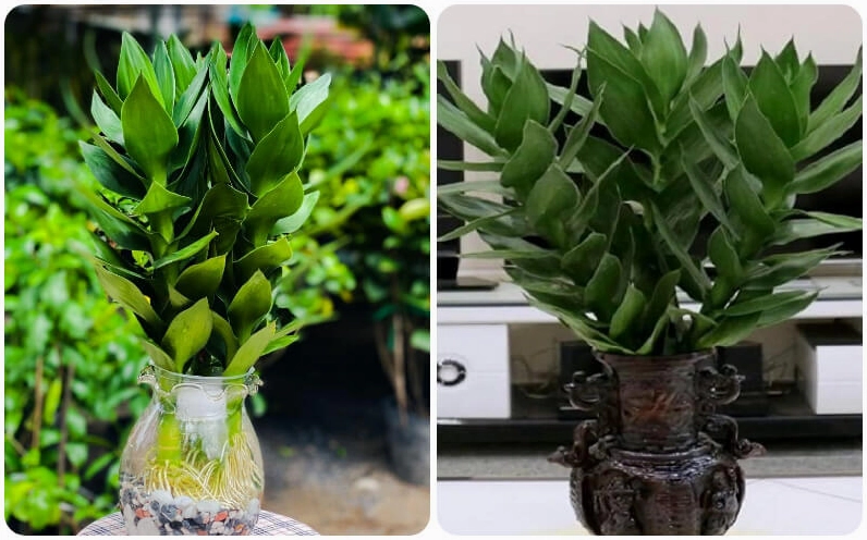 Cây búp sen đặt trong không gian sáng, gợi công dụng làm đẹp cảnh quan và thanh lọc không khí