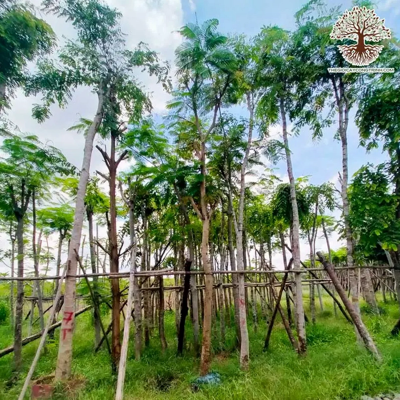 Cây Cẩm Lai bóng mát có dáng vững và tán lá xanh tạo cảm giác chắc chắn cho công trình