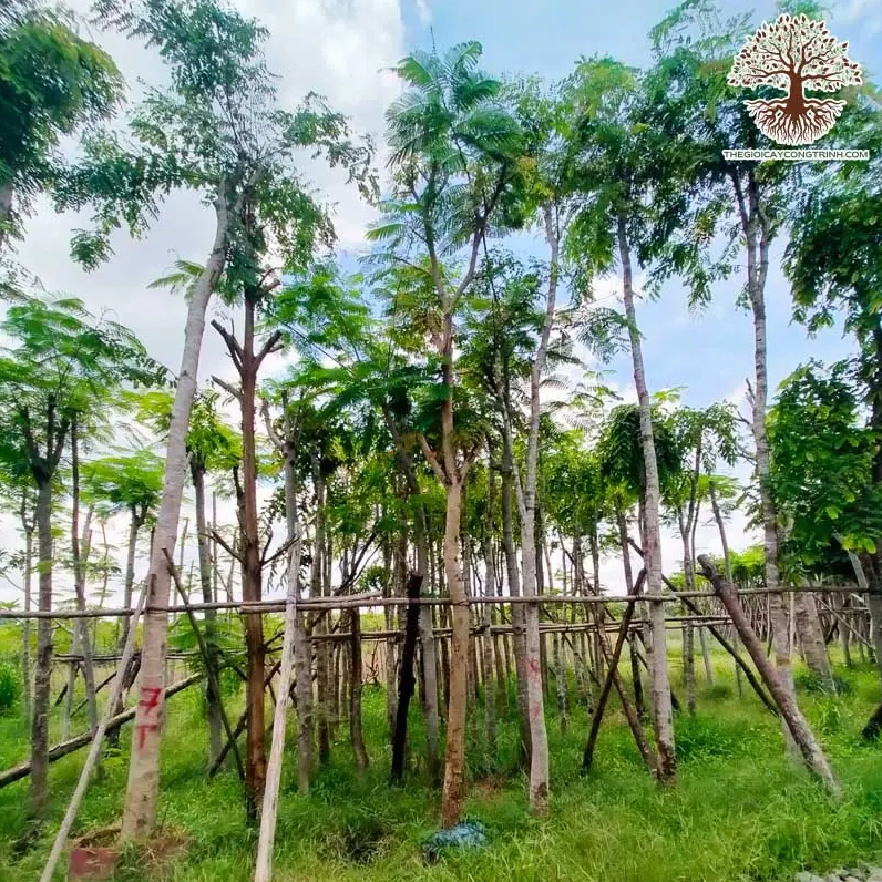 Cây Cẩm Lai công trình với thân cây chắc, tán lá xanh tạo vẻ mạnh mẽ cho cảnh quan