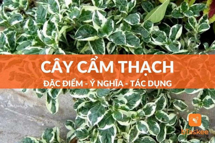 Cây Cẩm Thạch xanh với tán lá mướt, sắc lá pha trắng nhẹ nổi bật trong khung hình gần gũi