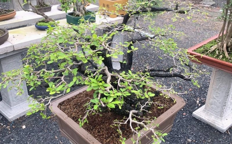 Cây Cẩm Thị bonsai có tán lá xanh thanh lịch và dáng thế phù hợp để trưng bày trong nhà