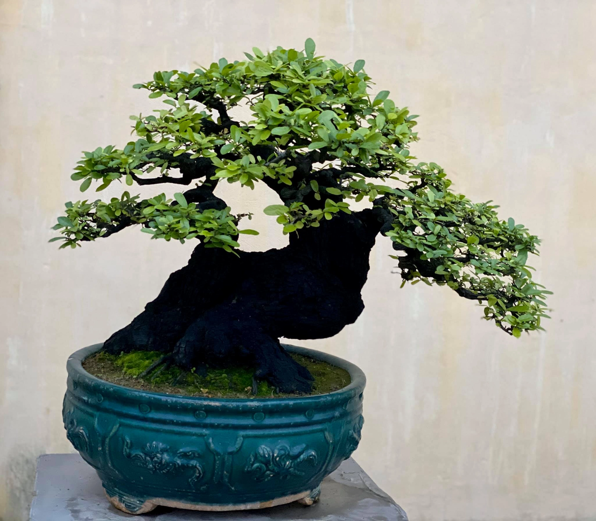 Cây Cẩm Thị bonsai với thân gỗ chắc khỏe và tán lá xanh được tạo hình cân đối