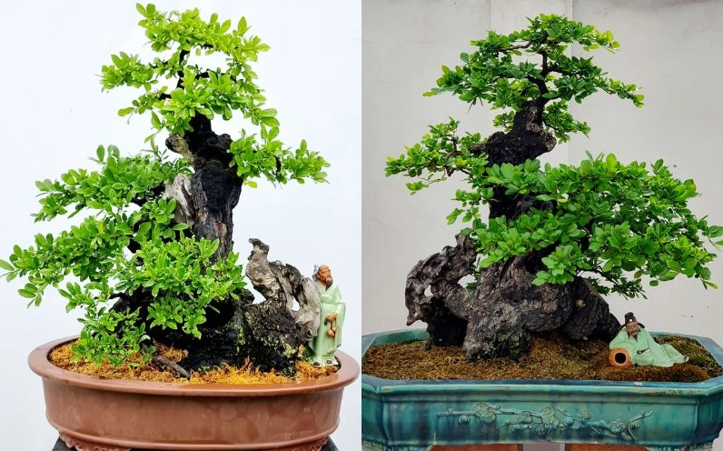 Cây Cẩm Thị bonsai xanh tốt với dáng cây nhỏ gọn thích hợp trang trí không gian sống